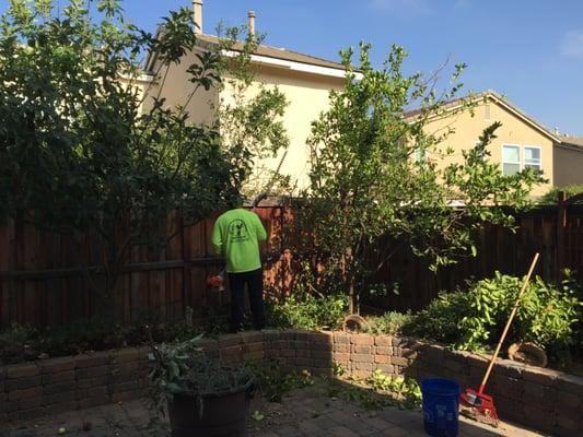 Tree Pruning and Clean Up