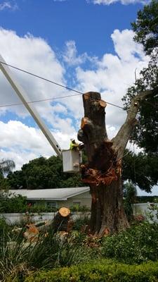 Tree removal Haines City fl, due to storm damage