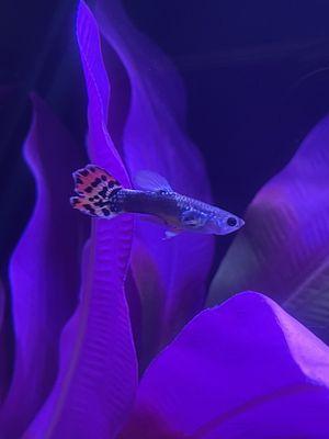 Male guppy