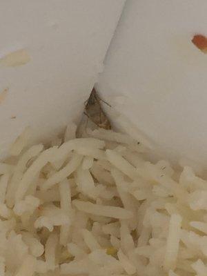 Cockroach in rice