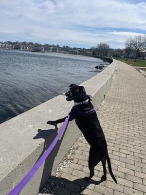 Happy Dog, Happy Life