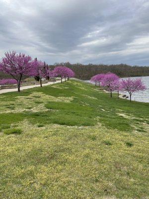 Redbuds in springtime. So gorgeous!