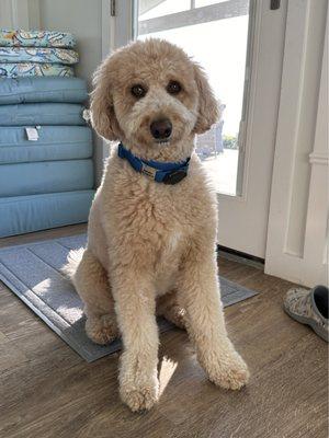 Groomed goldendoodle