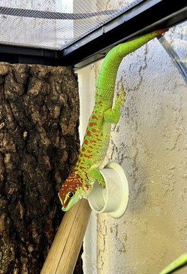 Giant Day Gecko