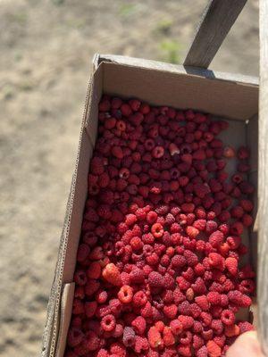 3lbs of raspberries for $12