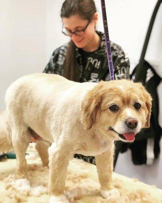 Butterscotch getting pampered during his grooming.