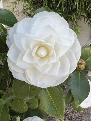 Organic Camellia