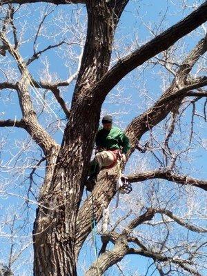 Customers tree being worked of to fix damaged limbs and dead wood process