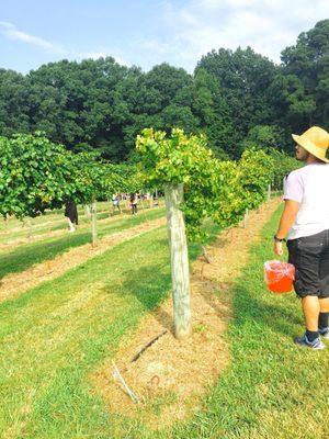 From our muscadine and scuppernog grape picking mini adventure of 2017