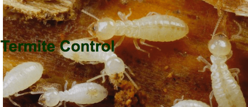 Termite Control