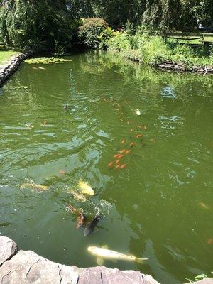 Koi pond with beautiful fishes