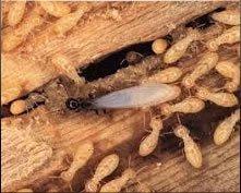 Termites