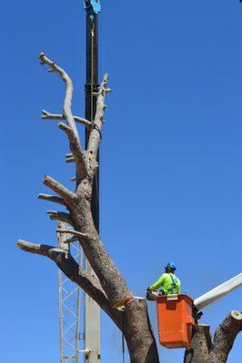 crane and tree removal