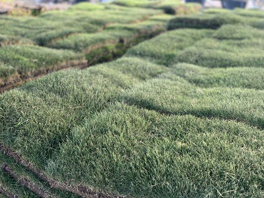 Beautiful Emerald Zoysia!