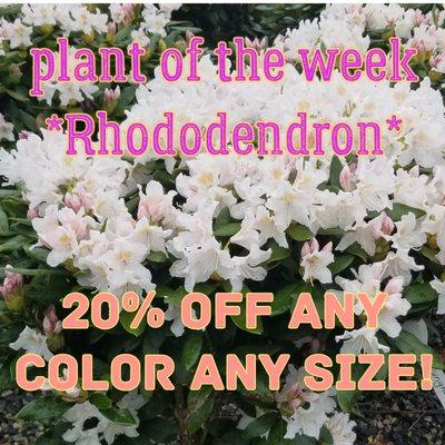 Now through Sunday June 4th.
Considering buying larger rhododendrons? Get yours now! They wont last long at 20% off!