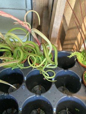 Some of their selection of airplants