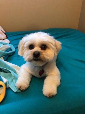 Dusty's teddy bear hair cut