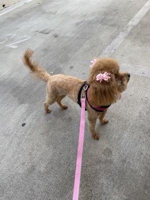 horrible hair cut