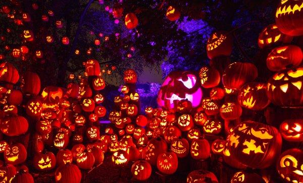 Over 5,000 pumpkins light up the Zoo's Wetland's Trail