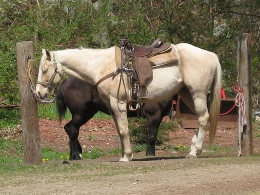 Trail guide's palomino