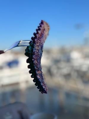 grilled octopus