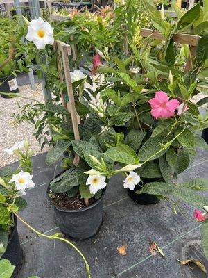 White and pink mandevilla