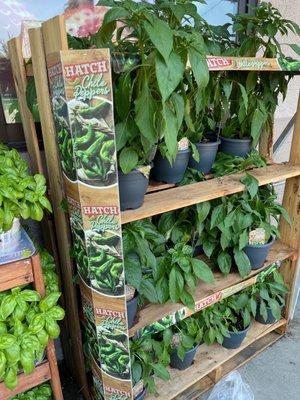 Hatch chili pepper plants