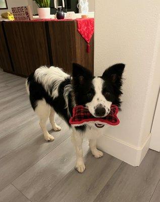 Happy, clean & freshly trimmed Bilbo!