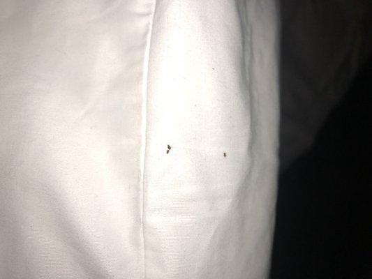 Bed bugs in the pillow case