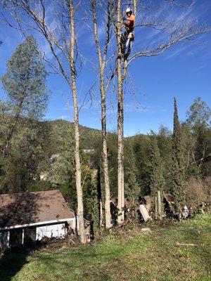 This is Jacob up in one of the Trees of Heaven