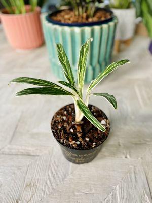 New Aglaonema to add to my collection :) This is an Aglaonema 'Bamboo'