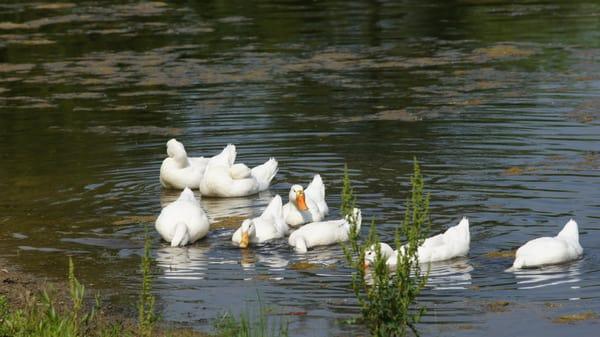 Our ducks.