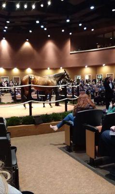 Sale Topper Lady Aurelia $7.5 million