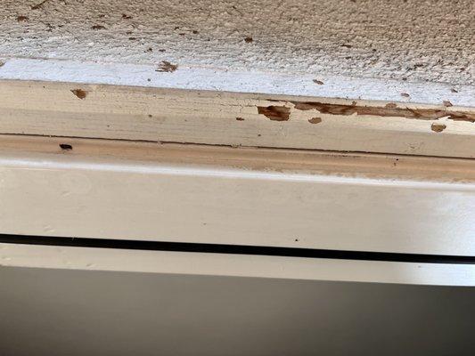 Termite damage