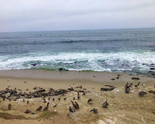 this beach area below the park is heavily populated w/all sorts of birds, sadly it's malodorous & putrid