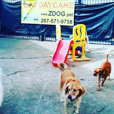 Dogs playing,  Z Dog daycare Philly