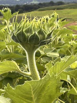 Sunflowers ready to bloom