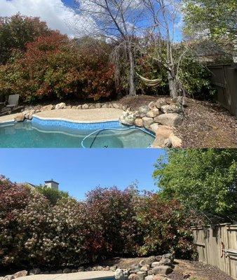 On this property our client was over all the leafs in the pool. So we removed the trees as you can see here in the before and after photo.