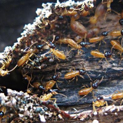 Call Hydrex Termite & Pest Control for termite control! We can diagnose and control any termite issue in the Van Nuys Area!