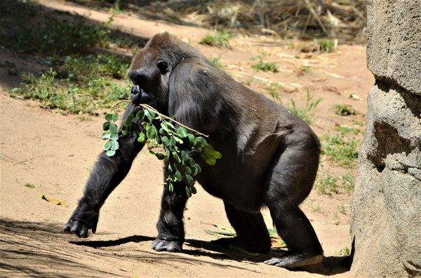 Lowland Gorilla