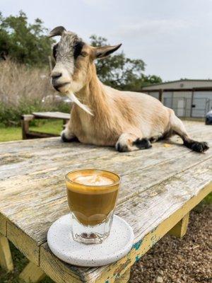 Butters the goat and my cortado