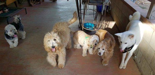 This was taken by Gina- my boys Baron & Baby Boy Button together with some furry friends. So happy to see my boys socializing- thanks Gina