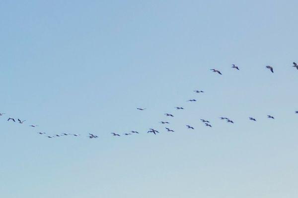 A huge flock of pelicans (only a quarter of the flock are in this photo) over the Long Beach beach.