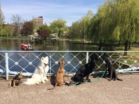 Training walk to the Boston Public Garden.