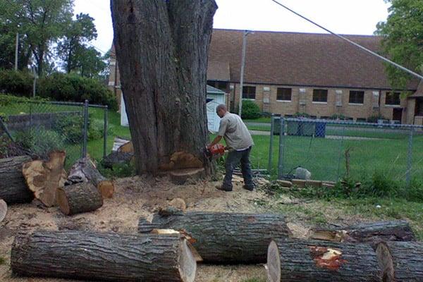 7 Foot tree being prepped to drop.  We leave wood below the tree as to cushion the fall  from our customers yard.