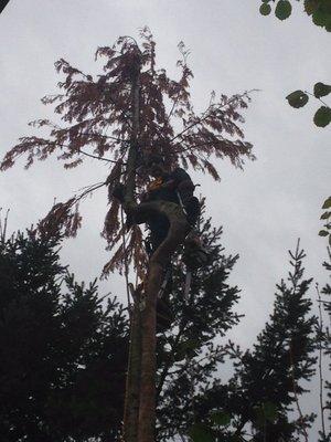 Removing dead cedar tree.