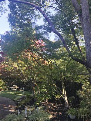 Our Japanese Maples have never looked better! Not only are they revitalized and flourishing, but they're more sculptural and beautiful.