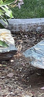 So many Quail running around.