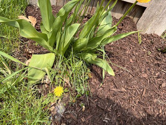 Grass and dandelions