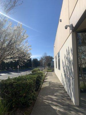 Walkway to Dispensary front entrance from parking lot